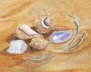 "Sea Shells"