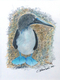 "Blue Footed Booby Bird"