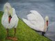 "The Swans"