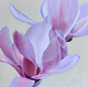 "Magnolia Blooms"