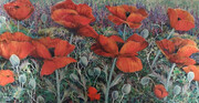 "Poppies"  Sold
