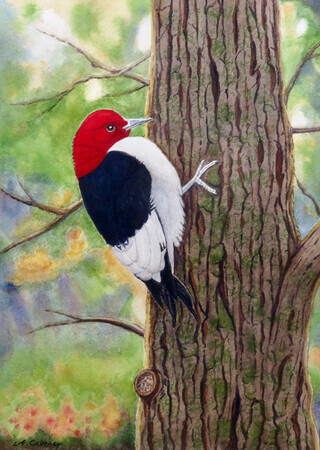 'Red Headed Woodpecker"