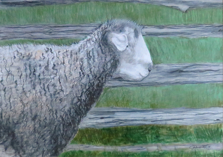 "Sheep and Fence"