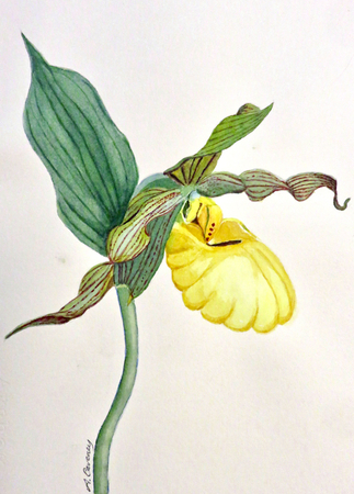 "Yellow Lady's Slipper"