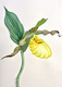 "Yellow Lady's Slipper"